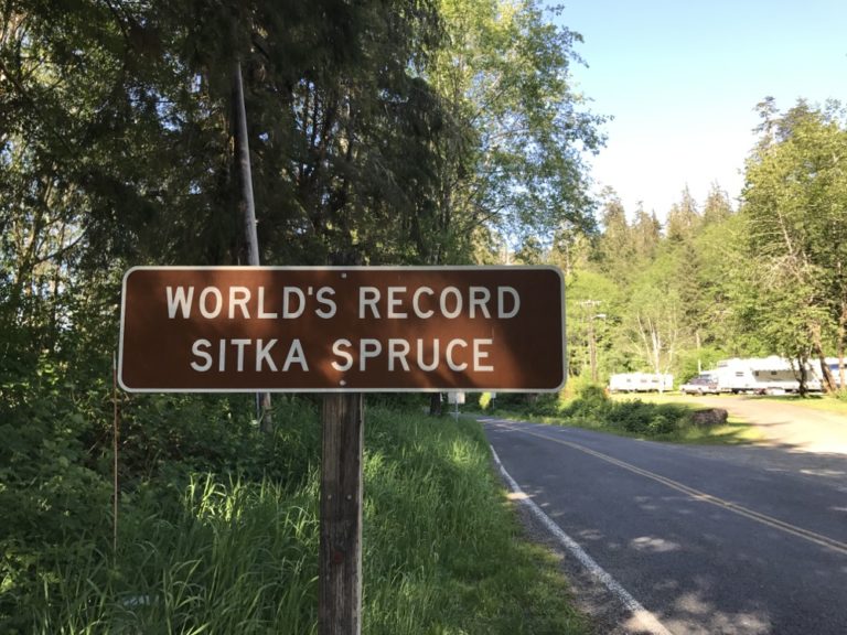 World's Record Sitka Spruce Sign