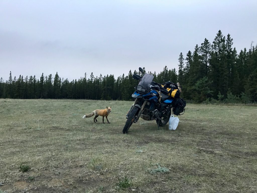 Fox checking out the bike in Whitehorse, Yukon