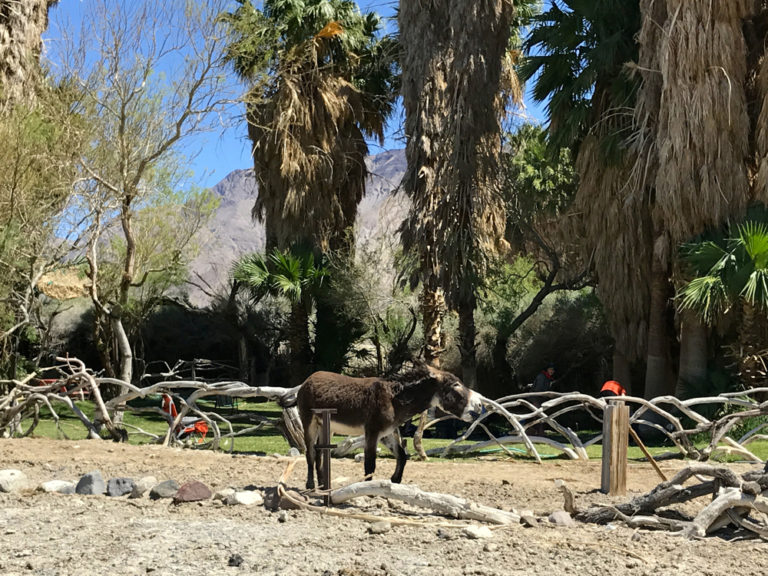 A wild burro at Saline Valley Warm Springs