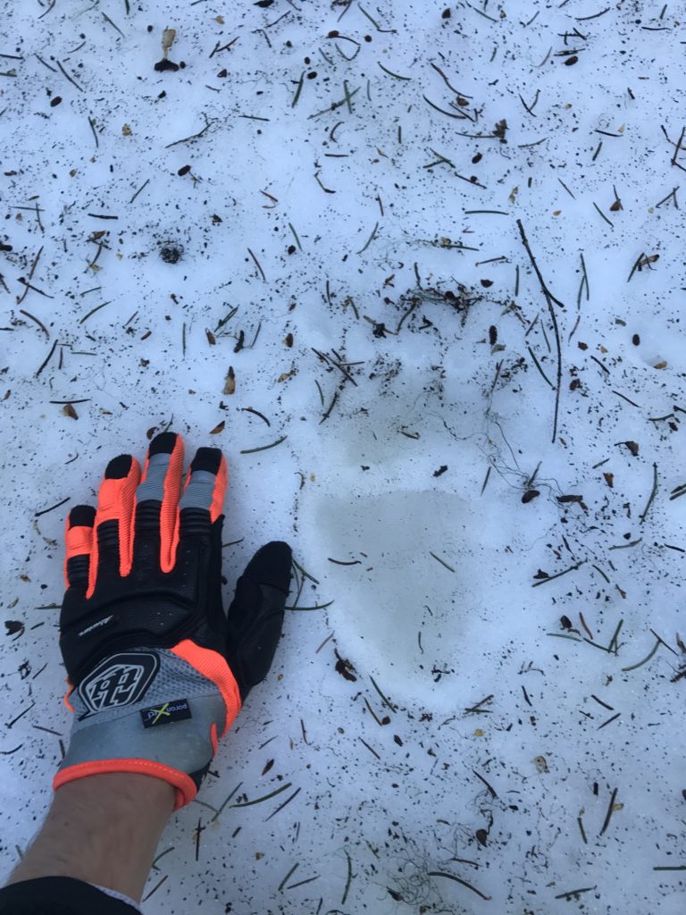Formidable bear print in the snow